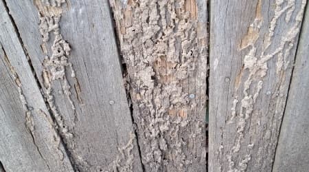 Termites in a Fence